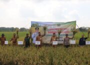 Sekolah Lapang Padi Blora Bukti Nyata Transformasi Pertanian