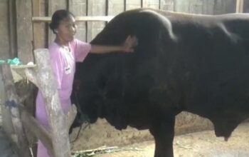 Sapi Limosin 1,1 Ton Milik Warga Bogorejo Dilirik Istana