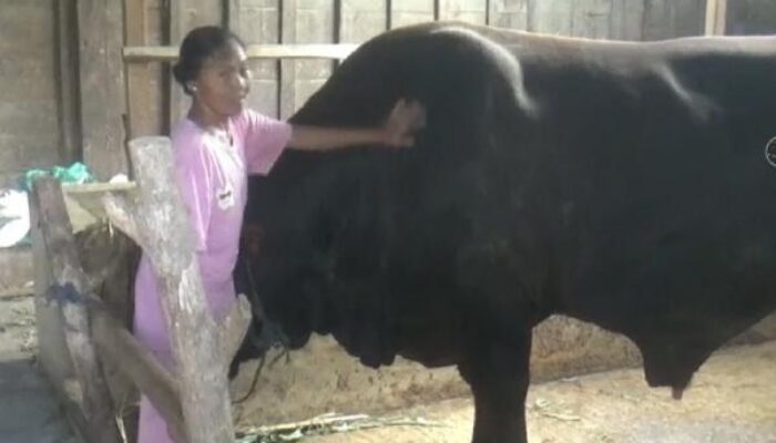Sapi Limosin 1,1 Ton Milik Warga Bogorejo Dilirik Istana