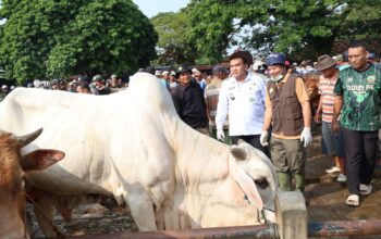 Bupati Blora Sidak Pasar Hewan, Pastikan Sapi Kurban Aman dan Sehat
