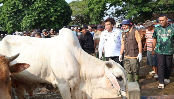 Bupati Blora Sidak Pasar Hewan, Pastikan Sapi Kurban Aman dan Sehat