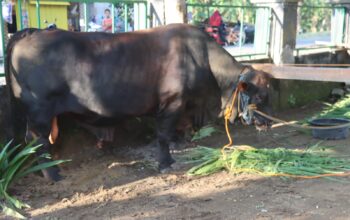 Sapi Limousin 1,1 Ton Jadi Kurban Presiden, Disalurkan ke Blora