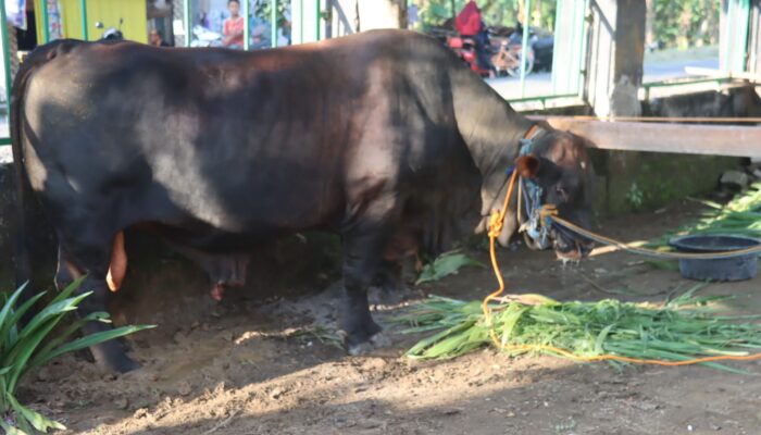Sapi Limousin 1,1 Ton Jadi Kurban Presiden, Disalurkan ke Blora