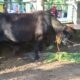 Sapi Limousin 1,1 Ton Jadi Kurban Presiden, Disalurkan ke Blora