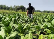 BLT DBHCHT Blora Cair November, Bantuan Turun 50 Persen